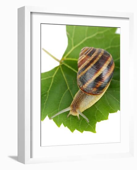 Snail On Leaf Isolated On White-Yastremska-Framed Photographic Print