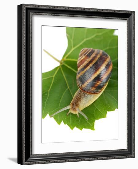 Snail On Leaf Isolated On White-Yastremska-Framed Photographic Print