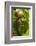 Snail, Seattle, Washington-Paul Souders-Framed Photographic Print