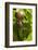 Snail, Seattle, Washington-Paul Souders-Framed Photographic Print