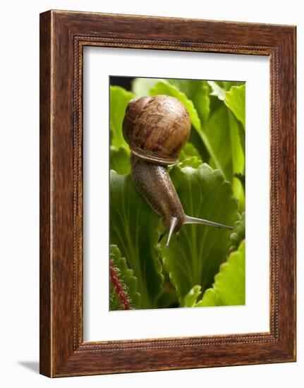Snail, Seattle, Washington-Paul Souders-Framed Photographic Print