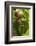 Snail, Seattle, Washington-Paul Souders-Framed Photographic Print