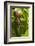 Snail, Seattle, Washington-Paul Souders-Framed Photographic Print