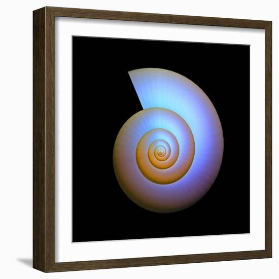 Snail Shell, Artwork-PASIEKA-Framed Premium Photographic Print