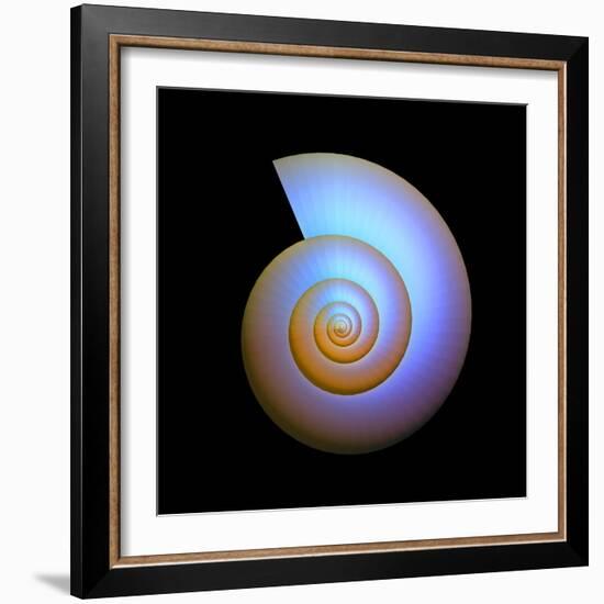Snail Shell, Artwork-PASIEKA-Framed Premium Photographic Print