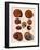 Snail Shells-null-Framed Giclee Print