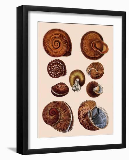 Snail Shells-null-Framed Giclee Print