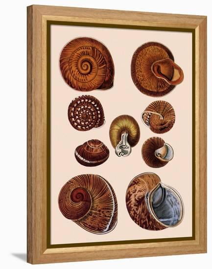 Snail Shells-null-Framed Premier Image Canvas