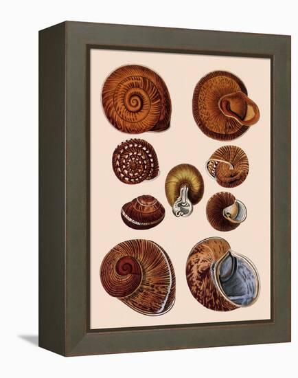 Snail Shells-null-Framed Premier Image Canvas