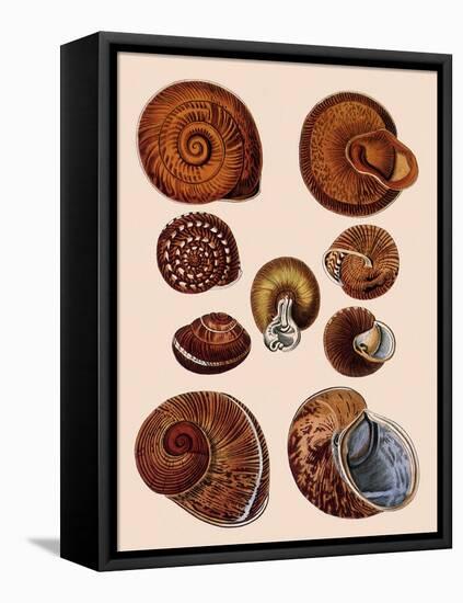 Snail Shells-null-Framed Premier Image Canvas