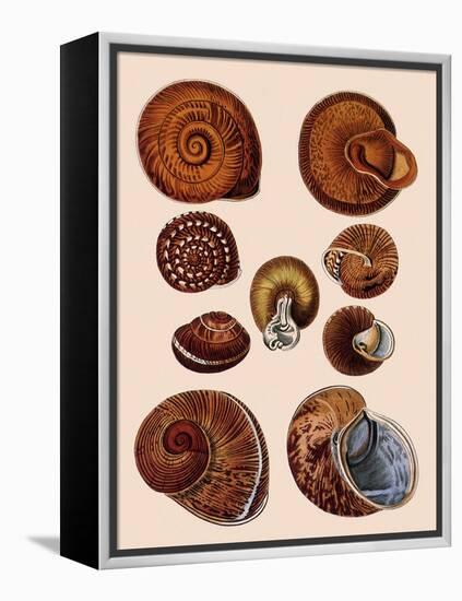 Snail Shells-null-Framed Premier Image Canvas