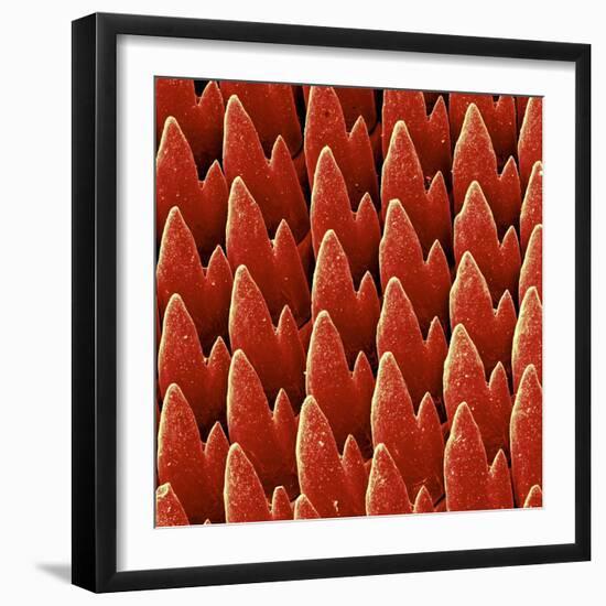 Snail Teeth-null-Framed Photographic Print