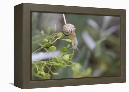 Snail with House on Green Flowers-Niki Haselwanter-Framed Premier Image Canvas