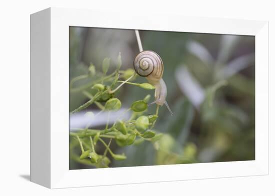 Snail with House on Green Flowers-Niki Haselwanter-Framed Premier Image Canvas