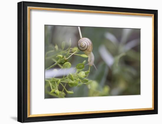Snail with House on Green Flowers-Niki Haselwanter-Framed Photographic Print