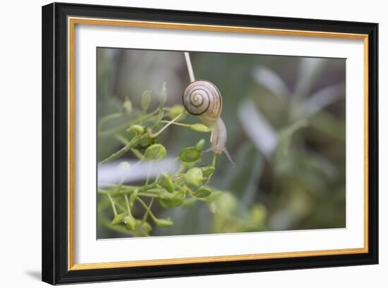 Snail with House on Green Flowers-Niki Haselwanter-Framed Photographic Print