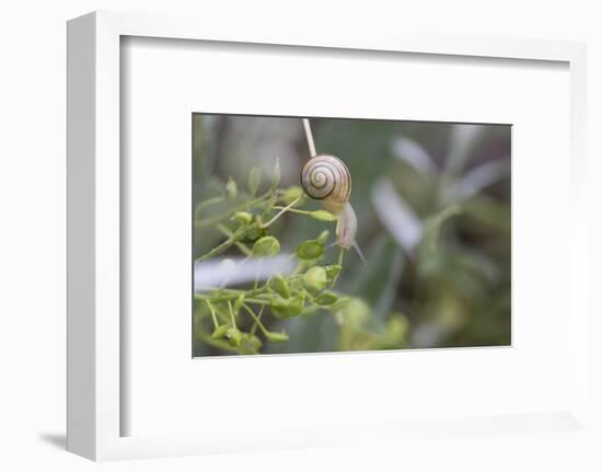 Snail with House on Green Flowers-Niki Haselwanter-Framed Photographic Print