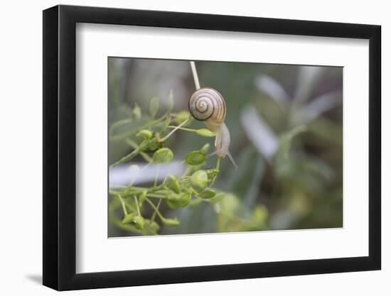 Snail with House on Green Flowers-Niki Haselwanter-Framed Photographic Print