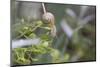 Snail with House on Green Flowers-Niki Haselwanter-Mounted Photographic Print