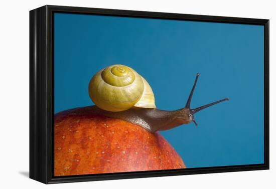 Snail-Georgette Douwma-Framed Premier Image Canvas