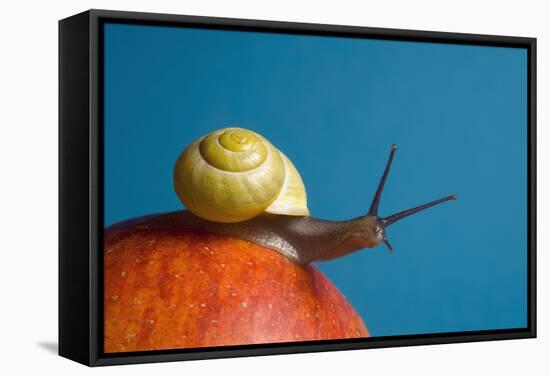 Snail-Georgette Douwma-Framed Premier Image Canvas