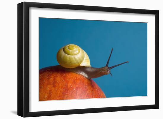 Snail-Georgette Douwma-Framed Photographic Print