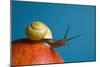 Snail-Georgette Douwma-Mounted Photographic Print