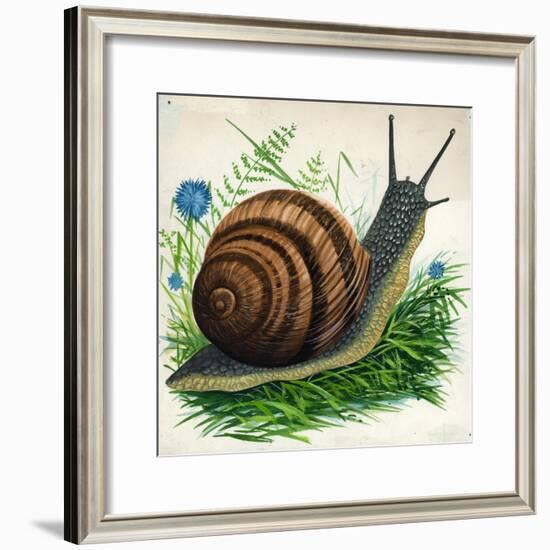 Snail-null-Framed Giclee Print