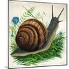 Snail-null-Mounted Giclee Print