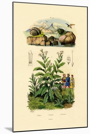 Snails, 1833-39-null-Mounted Giclee Print