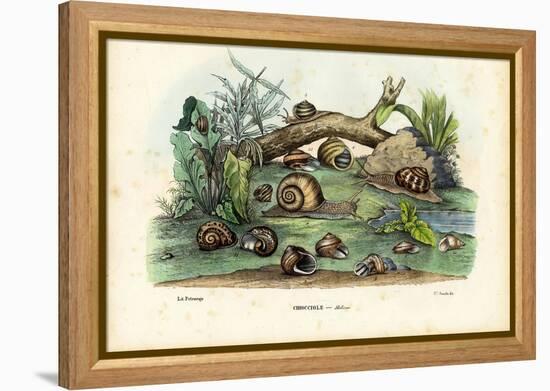 Snails, 1863-79-Raimundo Petraroja-Framed Premier Image Canvas