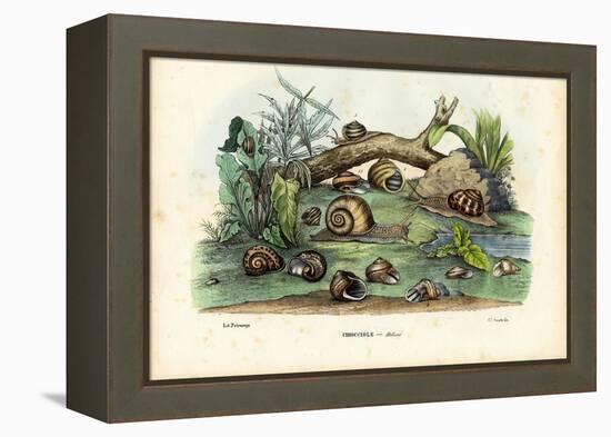 Snails, 1863-79-Raimundo Petraroja-Framed Premier Image Canvas