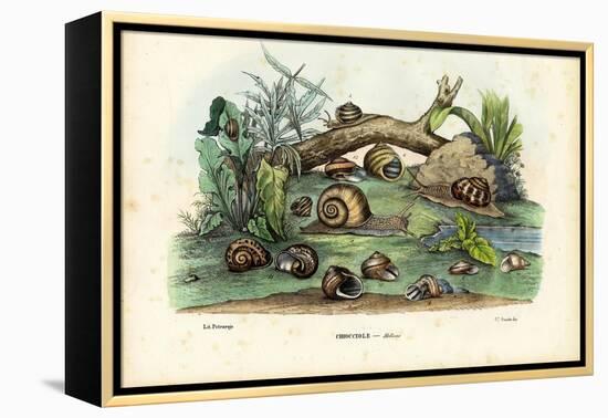 Snails, 1863-79-Raimundo Petraroja-Framed Premier Image Canvas