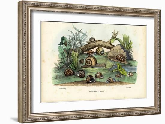 Snails, 1863-79-Raimundo Petraroja-Framed Giclee Print