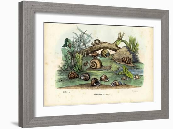 Snails, 1863-79-Raimundo Petraroja-Framed Giclee Print