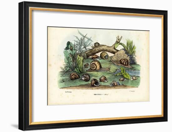 Snails, 1863-79-Raimundo Petraroja-Framed Giclee Print