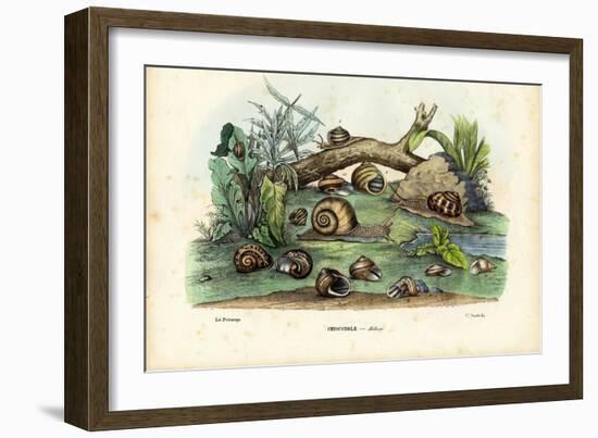 Snails, 1863-79-Raimundo Petraroja-Framed Giclee Print