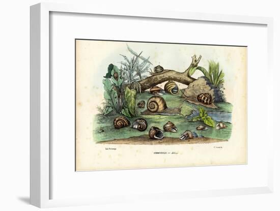 Snails, 1863-79-Raimundo Petraroja-Framed Giclee Print