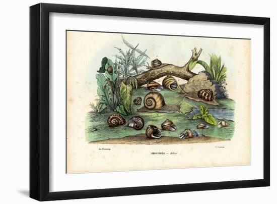 Snails, 1863-79-Raimundo Petraroja-Framed Giclee Print
