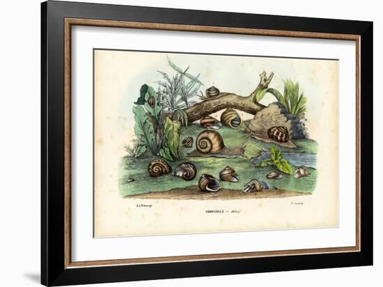 Snails, 1863-79-Raimundo Petraroja-Framed Giclee Print