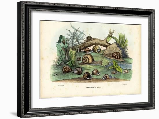 Snails, 1863-79-Raimundo Petraroja-Framed Giclee Print