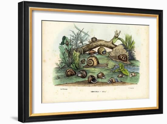 Snails, 1863-79-Raimundo Petraroja-Framed Giclee Print