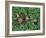 Snails Crawling Through Duckweed-Nancy Rotenberg-Framed Photographic Print