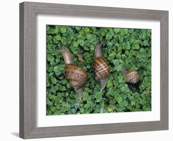 Snails Crawling Through Duckweed-Nancy Rotenberg-Framed Photographic Print