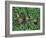 Snails Crawling Through Duckweed-Nancy Rotenberg-Framed Photographic Print