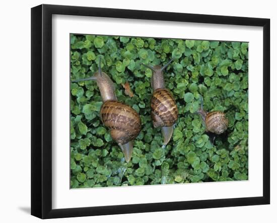 Snails Crawling Through Duckweed-Nancy Rotenberg-Framed Photographic Print