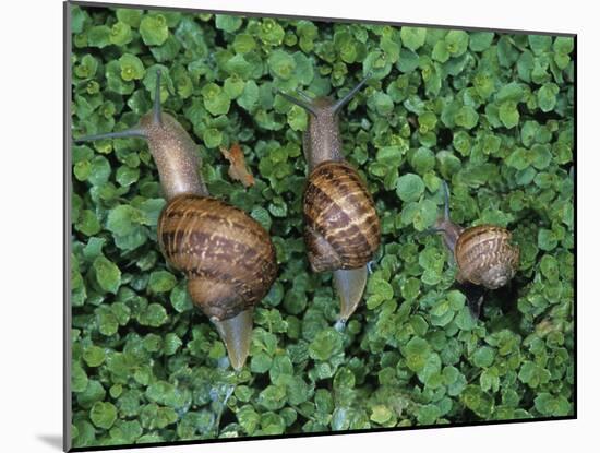 Snails Crawling Through Duckweed-Nancy Rotenberg-Mounted Photographic Print