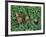 Snails Crawling Through Duckweed-Nancy Rotenberg-Framed Photographic Print