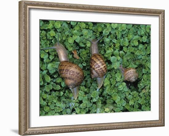 Snails Crawling Through Duckweed-Nancy Rotenberg-Framed Photographic Print