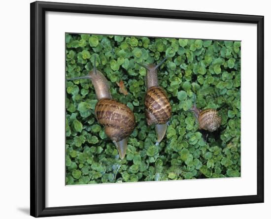 Snails Crawling Through Duckweed-Nancy Rotenberg-Framed Photographic Print